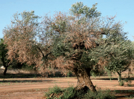 Ενισχύεται η τεχνικο-επιστημονική επιτροπή για την καταπολέμηση της Ξυλέλλας