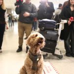 Έφτασε η πρώτη πτήση επαναπατρισμού κατοικιδίων από την Μέση Ανατολή: «Τα ζώα μας δεν είναι αποσκευές»