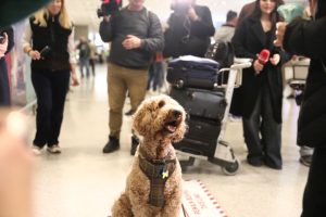 Έφτασε η πρώτη πτήση επαναπατρισμού κατοικιδίων από την Μέση Ανατολή: «Τα ζώα μας δεν είναι αποσκευές»