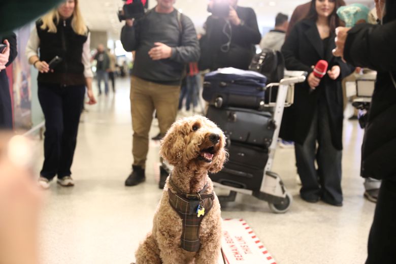 Έφτασε η πρώτη πτήση επαναπατρισμού κατοικιδίων από την Μέση Ανατολή: «Τα ζώα μας δεν είναι αποσκευές»