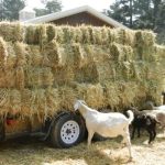 Ανησυχία στην Ηλεία για τη κατάρευση ζήτησης ζωοτροφών