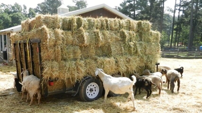 Ανησυχία στην Ηλεία για τη κατάρευση ζήτησης ζωοτροφών