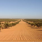 Η Ε.Ε. δεν θα αυξήσει τις εισαγωγές αδασμολόγητων τυνησιακών ελαιολάδων