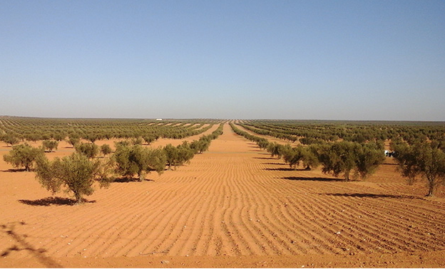 Η Ε.Ε. δεν θα αυξήσει τις εισαγωγές αδασμολόγητων τυνησιακών ελαιολάδων