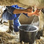 Η ζωική παραγωγή ανέβασε 1,3% τις τιμές παραγωγού τον Γενάρη