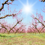 Από τη διόγκωση των οφθαλµών της ροδακινιάς ο εξώ