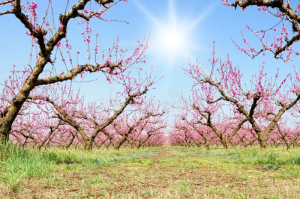 Από τη διόγκωση των οφθαλµών της ροδακινιάς ο εξώ