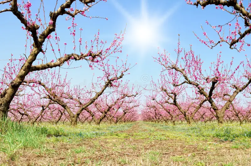 Από τη διόγκωση των οφθαλµών της ροδακινιάς ο εξώ