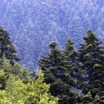 Ξενικά έντομα απειλούν τα ελληνικά δάση: Η κλιματική κρίση επιταχύνει την εξάπλωσή τους