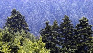 Ξενικά έντομα απειλούν τα ελληνικά δάση: Η κλιματική κρίση επιταχύνει την εξάπλωσή τους