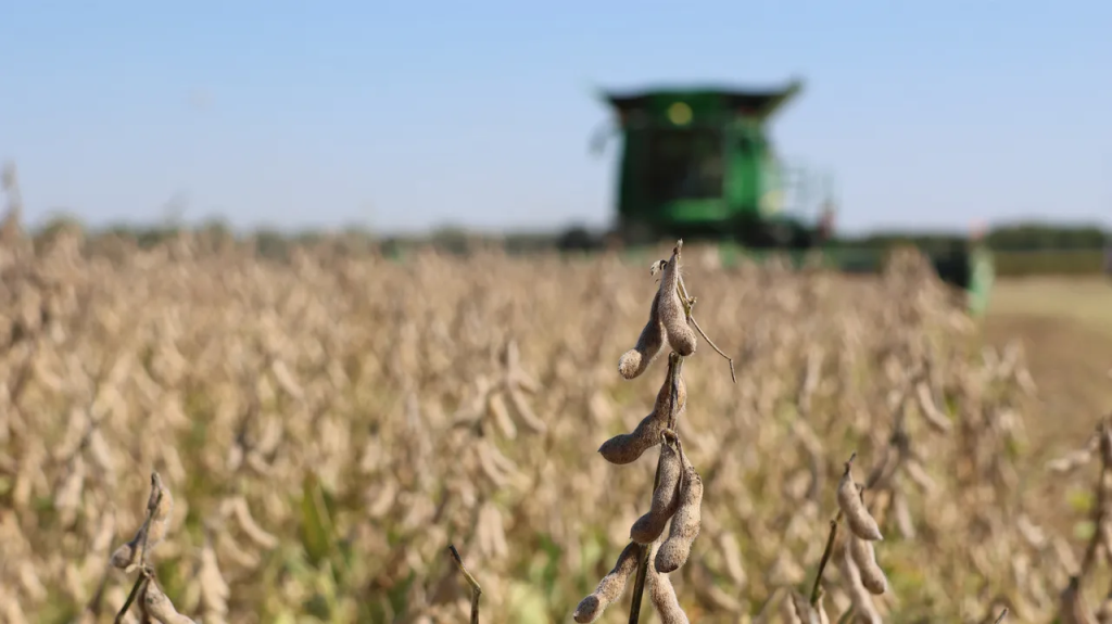Με εξαίρεση την σόγια προβλέπεται μείωση στα ψυχανθή στην ΕΕ το 2026