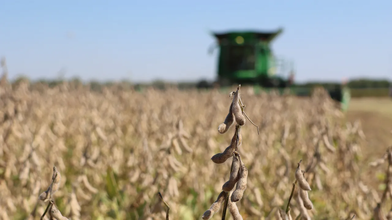 Με εξαίρεση την σόγια προβλέπεται μείωση στα ψυχανθή στην ΕΕ το 2026