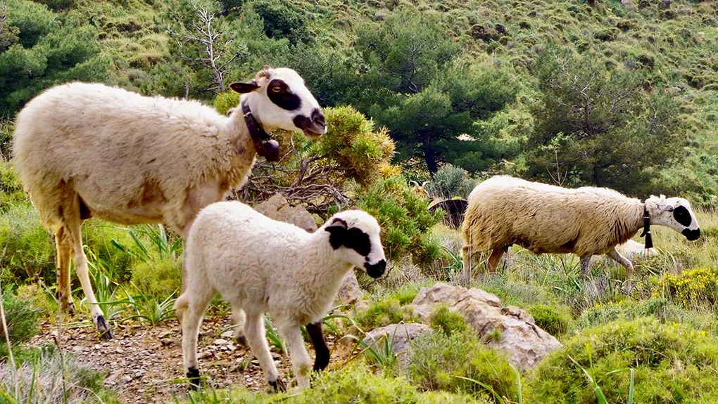 Οι προϋποθέσεις για διακίνηση τυριών στη Λέσβο, ενισχυμένη η παρουσία κτηνιάτρων στο νησί