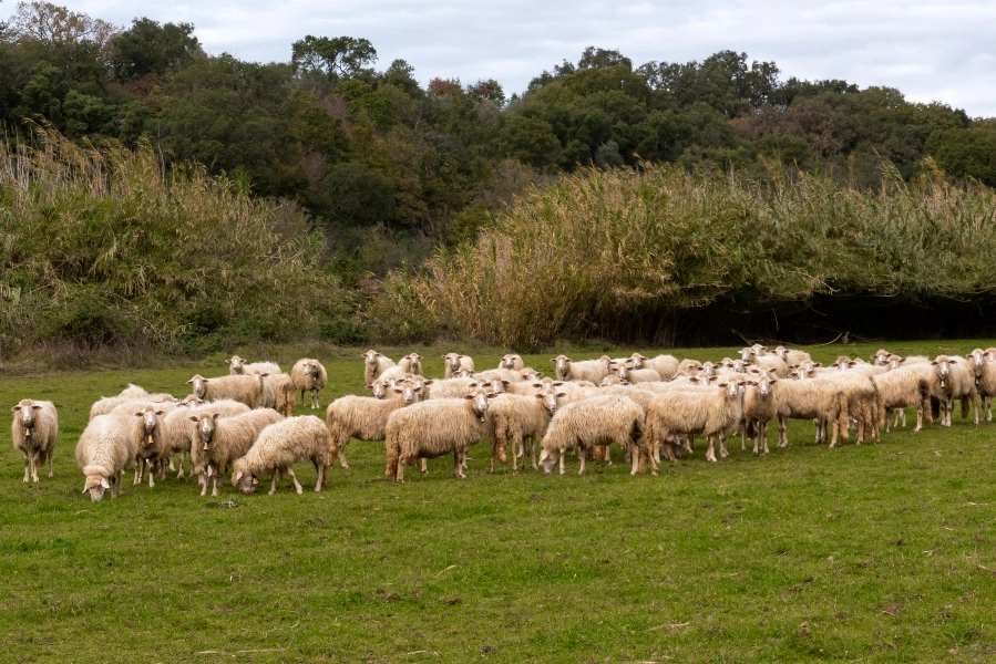 Ανέβηκαν στα 48 τα κρούσματα του αφθώδη στη Λέσβο
