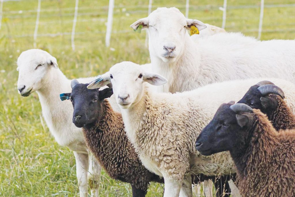Αφθώδης πυρετός: Σε καύση των ζώων προχωράει η Περιφέρεια Βορείου Αιγαίου • Έλληνας Αγρότης