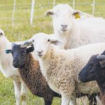 Αφθώδης πυρετός: Σε καύση των ζώων προχωράει η Περιφέρεια Βορείου Αιγαίου • Έλληνας Αγρότης