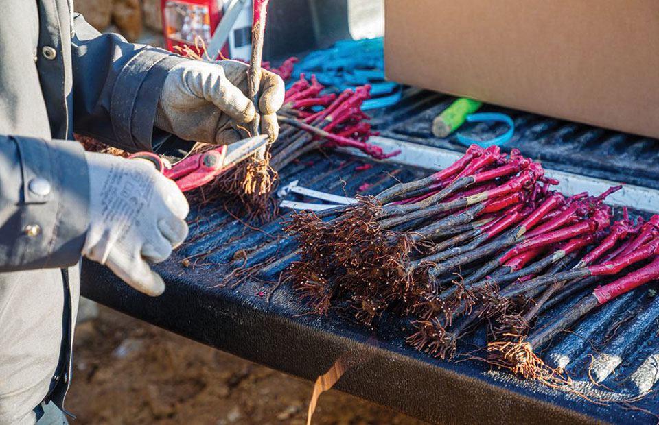∆ενδρύλλια, περίφραξη, δονητικό, ψεκαστήρας και στάγδην άρδευση µε καθαρή επιδότηση ύψους 200.000 ευρώ