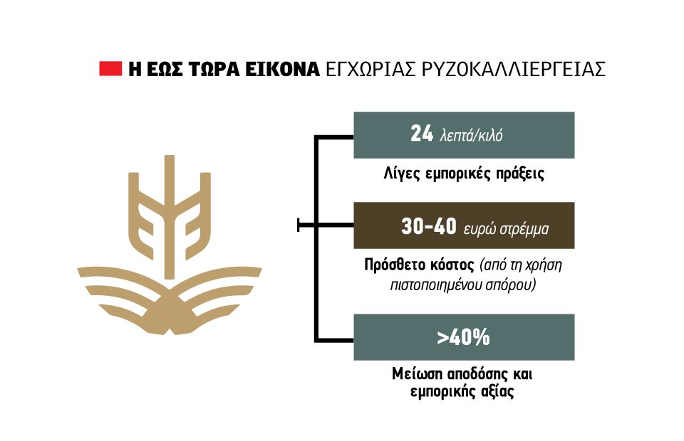 Αυξάνει το κοστολόγιο ως 40  ευρώ το στρέμμα η χρήση του πιστοποιημένου σπόρου για τους ορυζοπαραγωγούς