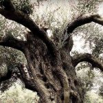 Έμφαση στο βιολογικό ελαιόλαδο και την εξωστρέφεια για την Stamatakos Olive Grove - Ελαίας Καρπός