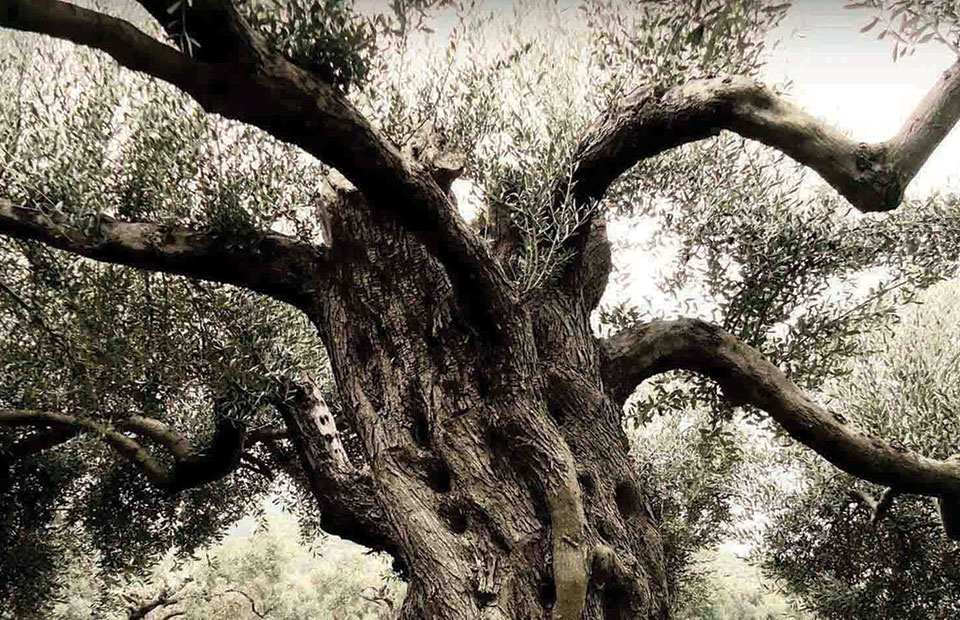 Έμφαση στο βιολογικό ελαιόλαδο και την εξωστρέφεια για την Stamatakos Olive Grove - Ελαίας Καρπός