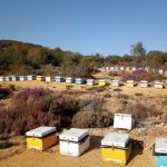 Η Άλσος Honey αποδεικνύει ότι το μέλι είναι στάση ζωής