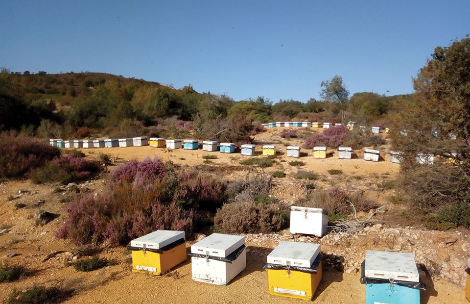 Η Άλσος Honey αποδεικνύει ότι το μέλι είναι στάση ζωής