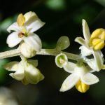 Παρατηρητήριο Τιμών Ελαιολάδου (24/4/2026)