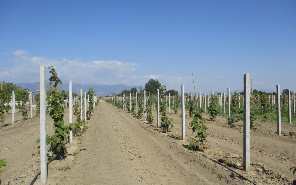 Με την έναρξη των εκκολάψεων ο ψεκασμός για βαμβακάδα στα ακτινίδια - Fresher