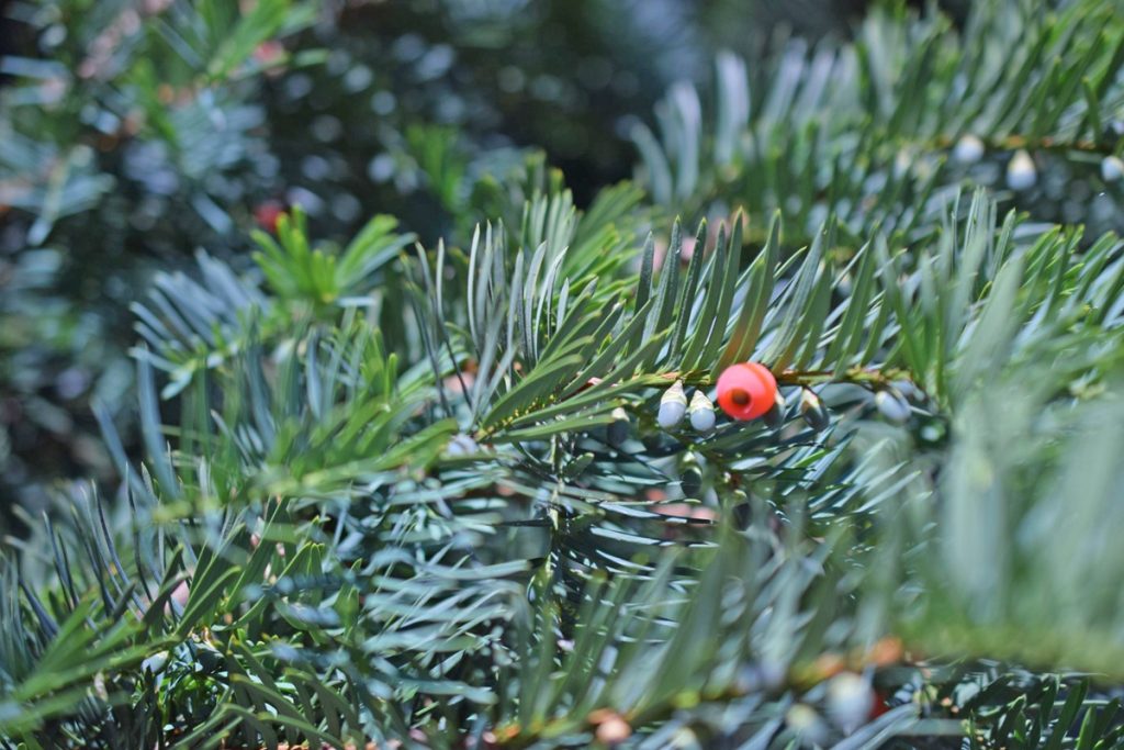 Ο ελληνικός ίταμος: Από «ανεπιθύμητο» δέντρο σε πολύτιμη πηγή αντικαρκινικών ουσιών