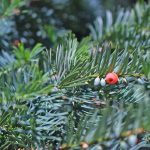 Ο ελληνικός ίταμος: Από «ανεπιθύμητο» δέντρο σε πολύτιμη πηγή αντικαρκινικών ουσιών