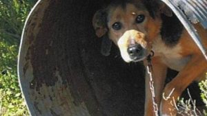 Ροδόπη: Συνελήφθη γυναίκα για μη τήρηση της νομοθεσίας περί ευζωίας των ζώων συντροφιάς