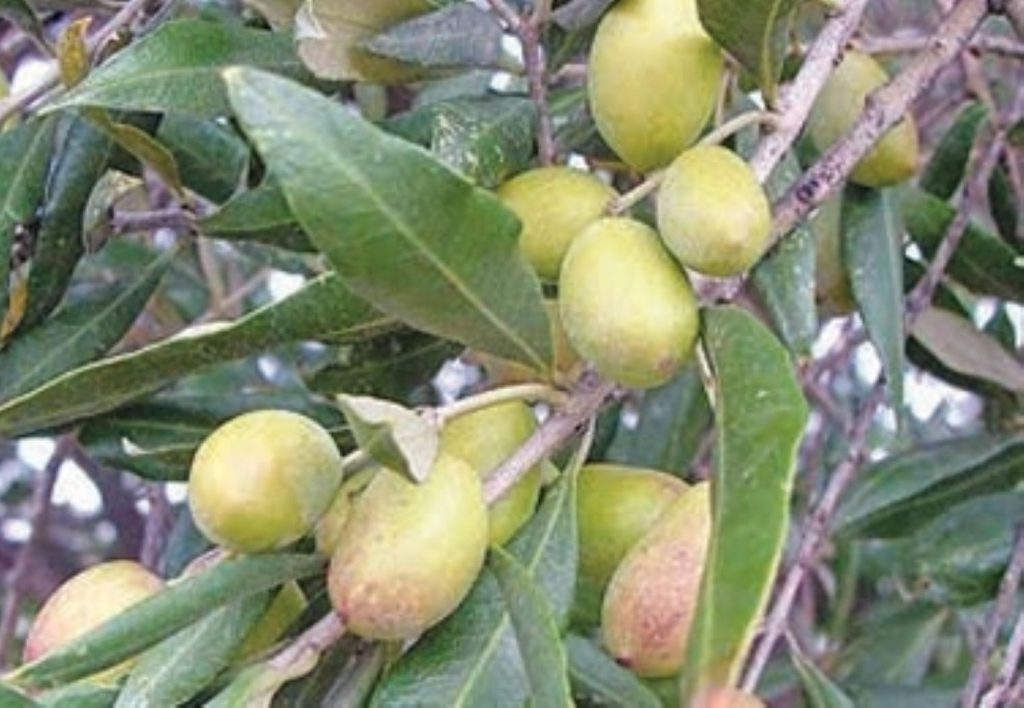 Κονσερβολιά: Μια παράδοση αιώνων από την Αμφισσα • Έλληνας Αγρότης