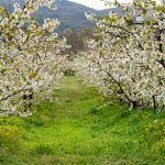 Οι Κερασιές θα ανθίσουν και φέτος