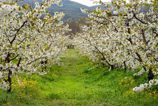 Οι Κερασιές θα ανθίσουν και φέτος