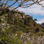 Μοναδικές εμπειρίες για όλες τις αισθήσεις δημιουργούν οι ανθισμένες κερασιές της Έδεσσας