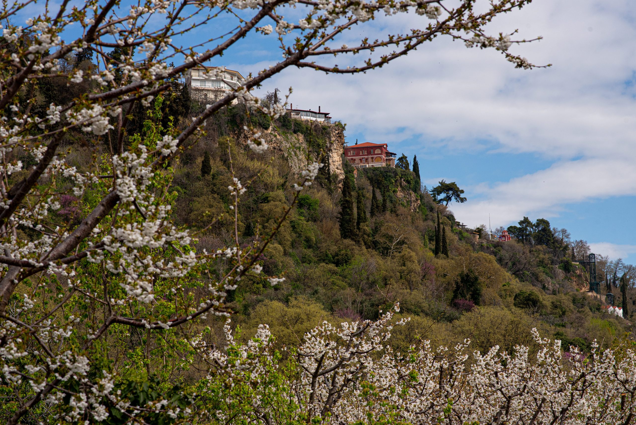 Μοναδικές εμπειρίες για όλες τις αισθήσεις δημιουργούν οι ανθισμένες κερασιές της Έδεσσας