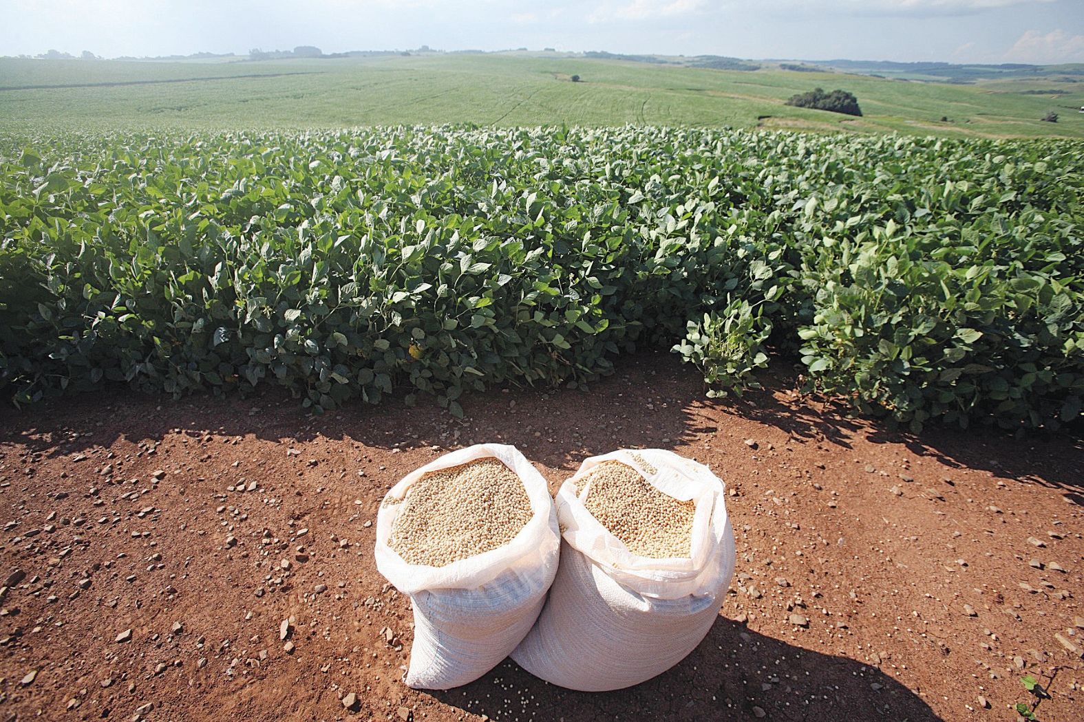 Σταθερές οι εκτάσεις φύτευσης σόγιας της Βραζιλίας • Έλληνας Αγρότης