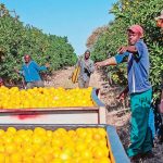 Η αύξηση στις τιμές των καυσίμων απειλεί τις εξαγωγές των νοτιοαφρικάνικων εσπεριδοειδών
