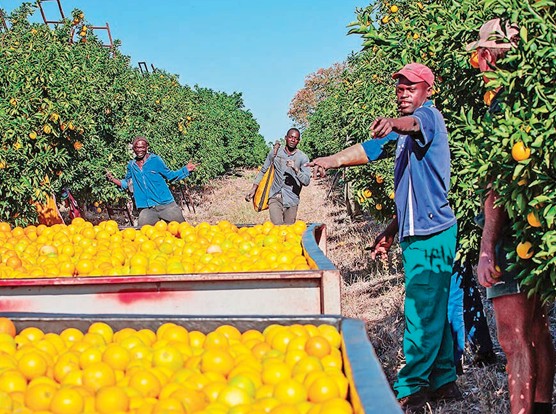 Η αύξηση στις τιμές των καυσίμων απειλεί τις εξαγωγές των νοτιοαφρικάνικων εσπεριδοειδών