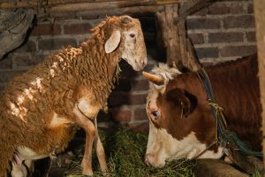 ΥΠΑΑΤ - Λέσβος: Σε 180 εκτροφές η κλινική επιτήρηση για αφθώδη - 18 κρούσματα σε 21 εκτροφές