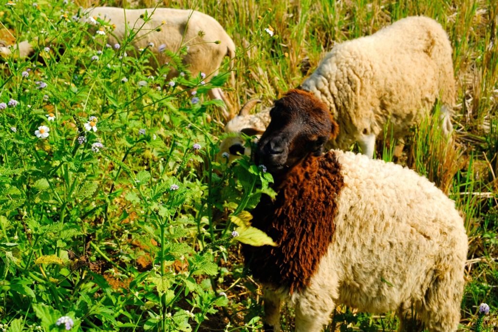 Δύο νέα κρούσματα αφθώδους στη Λέσβο - Στα 20 σύνολο τα επιβεβαιωμένα στο νησί