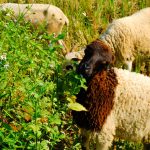 Δύο νέα κρούσματα αφθώδους στη Λέσβο - Στα 20 σύνολο τα επιβεβαιωμένα στο νησί