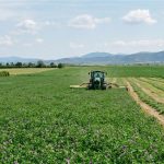 Κόκκαλης: Να στηριχθούν τώρα οι καλλιεργητές μηδικής πριν την οικονομική καταστροφή