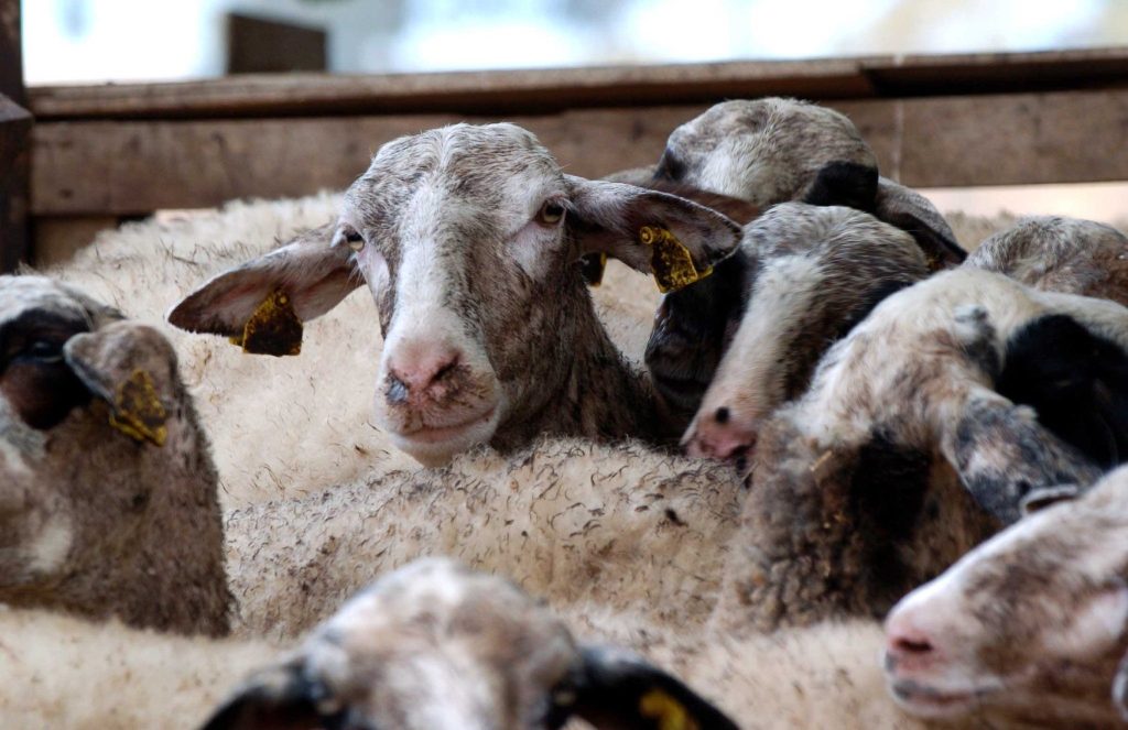 «Ναι» στις αιμοληψίες για αφθώδη αλλά «πάγωμα» σφαγών ζητούν οι κτηνοτρόφοι Λέσβου