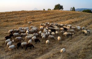 Αποτέφρωση των ζώων που θανατώνονται λόγω του αφθώδους πυρετού στην Λέσβο