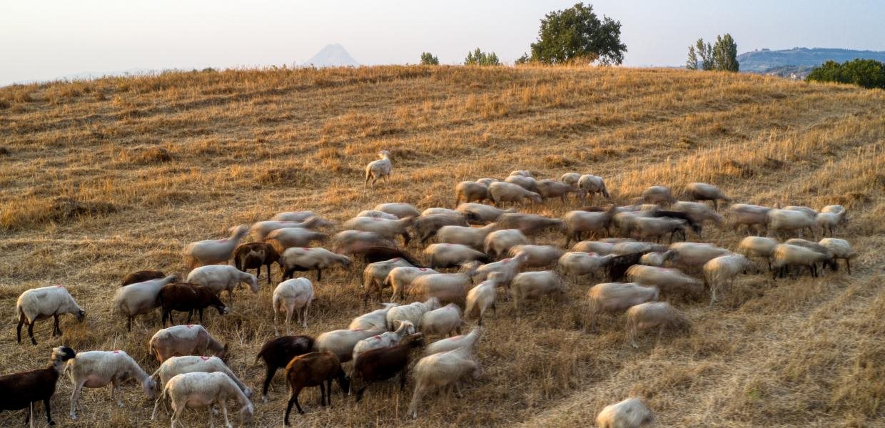 Σε 180 εκτροφές η κλινική επιτήρηση για αφθώδη στη Λέσβο, σε 18 τα κρούσματα