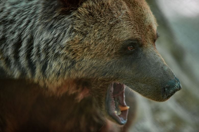 Ανησυχία στην Λητή Θεσσαλονίκης μετά την εμφάνιση αρκούδας – Τι κάνουμε όταν συναντήσουμε το μεγαλόσωμο ζώο