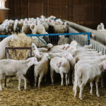 Εύλογη τιμή 9 ευρώ το κιλό για το αρνί το Πάσχα λέει η ΕΑΣ Νάξου