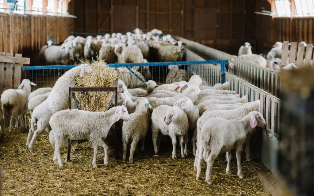 Εύλογη τιμή 9 ευρώ το κιλό για το αρνί το Πάσχα λέει η ΕΑΣ Νάξου