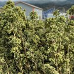 Το Βιετνάμ ενισχύει τα αρωματικά φυτά • Έλληνας Αγρότης